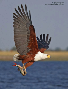 Baraton